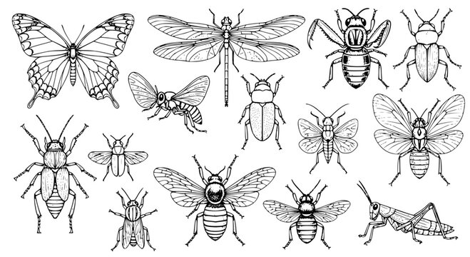 Insects hand drawn set with various species and detailed illustrations featuring bug, entomology, wildlife with biology and nature elements for animals, line art projects, clean composition on simple