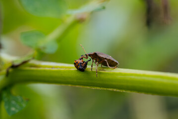 Naklejka premium Stink bug predator eating the larva of a colorado potato beetle, a significant agricultural pest, highlighting natural pest control and the insect food chain in garden environments
