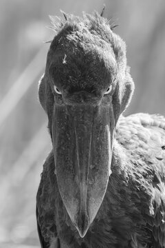 Shoebill (Balaeniceps rex), juvenile, animal portrait, evil eye, black and white, swamps of Mabamba, Lake Victoria, Uganda