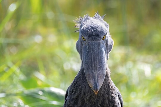 Shoebill (Balaeniceps rex), juvenile, animal portrait, evil eye, swamps of Mabamba, Lake Victoria, Uganda