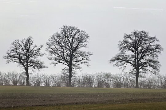 Row of trees above the fog, Beinwil, Freiamt, Horben, Lindenberg, Aargau Canton, Switzerland