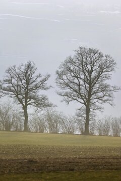 Row of trees above the fog, Beinwil, Freiamt, Horben, Lindenberg, Aargau Canton, Switzerland