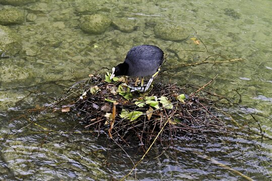 Eurasian Coot (Fulica atra), standing on nest, Lake Zug, Cham, Canton Zug, Switzerland