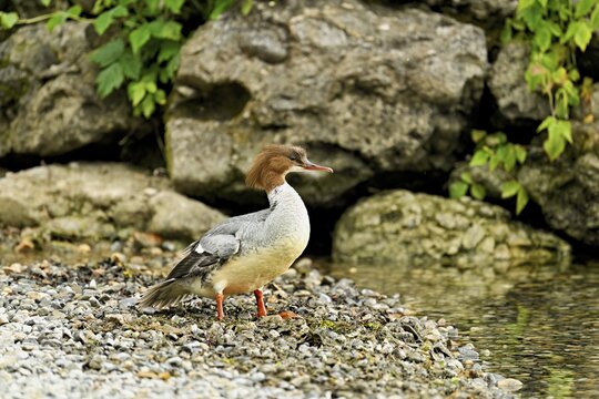 Goosander (Mergus merganser), female on the shore, Lake Zug, Cham, Canton Zug, Switzerland
