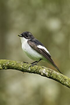 Pied Flycatcher (Ficedula hypoleuca), male sitting on a branch with insects in his beak, Canton Zug, Switzerland
