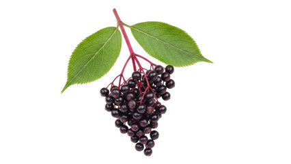 Isolated cluster of dark elderberries with green leaves on stems, ready for processing