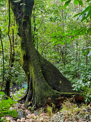 Fototapeta premium The forest on the way to Nonsuch waterfalls in Jamaica