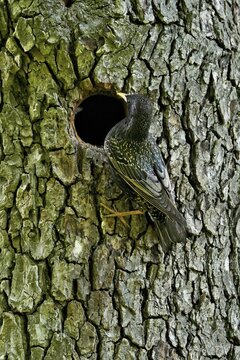 Starling (Sturnus vulgaris), at nesting cavity, Flachsee nature reserve, Reusstal, Freiamt, Canton Aargau, Switzerland