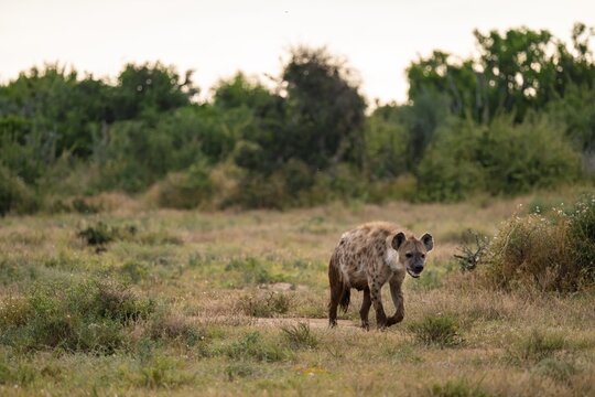 Spotted hyena (Crocuta crocuta), Addo Elephant National Park, Eastern Cape, South Africa