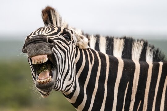 Funny, animal portrait, Burchell's zebra (Equus quagga burchelli) neighing and showing teeth, Addo Elephant National Park, Eastern Cape, South Africa