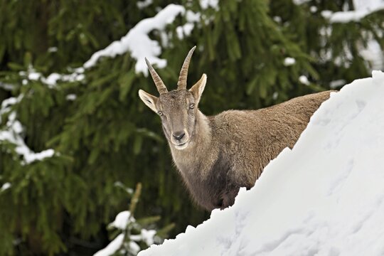 Alpine ibex (Capra ibex), in a snowy landscape, Captive, Switzerland