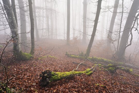 Moss-covered deadwood in foggy forest, L&auml;gerngrat, Baden, Canton of Aargau, Switzerland