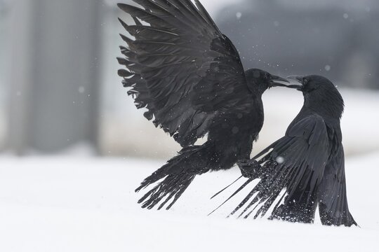 Two fighting crows (Corvus corone) in the snow, Hesse, Germany