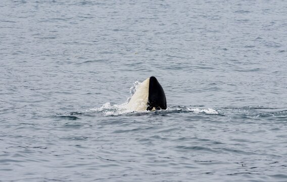 Killer whale (Orcinus orca), Orca, Resurrection Bay, Kenai Fjords National Park, Kenai Peninsula, Alaska, USA