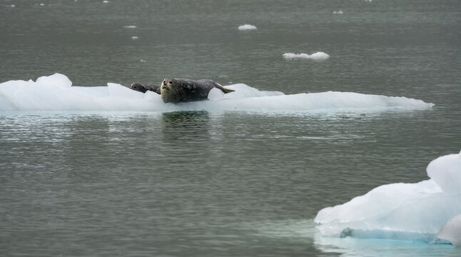 Harbour seal (Phoca vitulina) lying on an ice floe in Northwestern Fjord, Kenai Fjords National Park, Kenai Peninsula, Alaska, USA