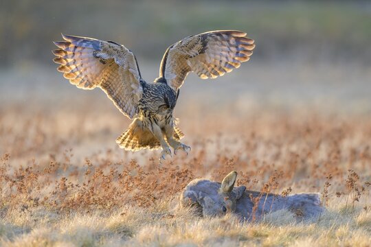 Eurasian Eagle-owl (Bubo bubo), approaching a roe deer (Capreolus capreolus), roadkill, Swabian Alb biosphere reserve, Baden-W&uuml;rttemberg, Germany