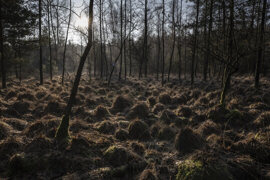 Light rays in the forest, Emsland, Lower Saxony, Germany