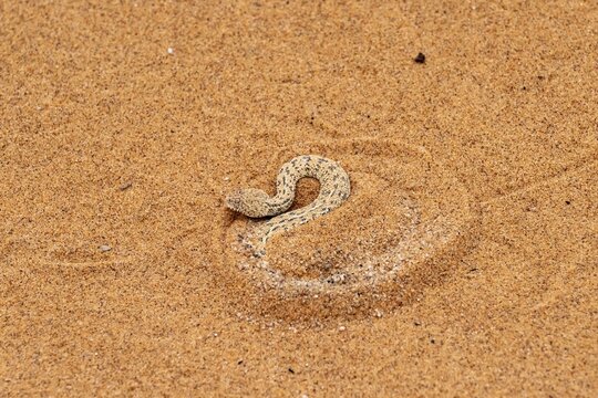 Dwarf puff adder (Bitis peringueyi) hiding in the sand, camouflage, Namib Desert, Namibia