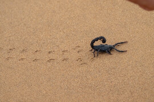 Black scorpion (Parabuthus villosus) running across sand, Namib Desert near Swakopmund, Namibia