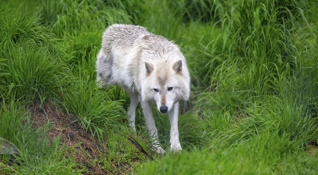 Arctic wolf (Canis lupus arctos), Alaska, USA