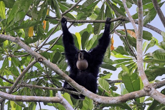 Siamang (Symphalangus syndactylus), adult, on tree, calling, Southeast Asia