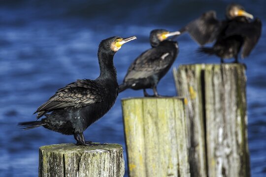 Cormorants (Phalacrocorax carbo) sitting on groynes, Fischland-Dar&szlig;-Zingst, Baltic Sea, Mecklenburg-Western Pomerania, Germany