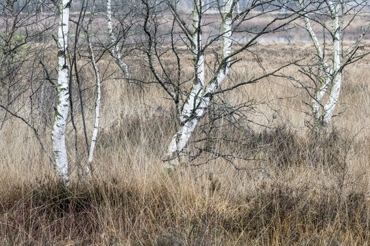 Birches (Betula pendula) in the moor, Emsland, Lower Saxony, Germany