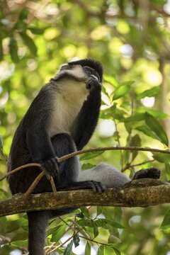 Red-tailed monkeys or Congo white-nosed monkeys (Cercopithecus ascanius schmidti), Kibale National Park, Uganda