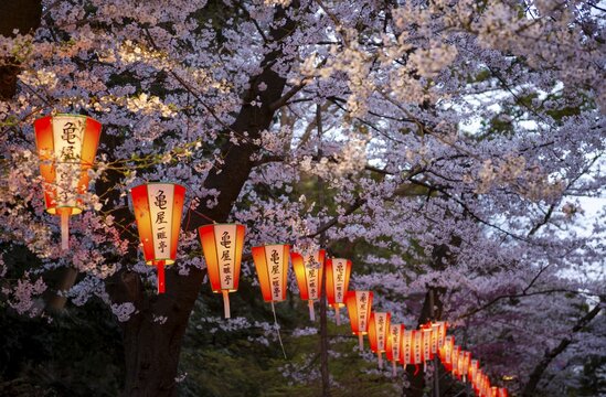 Blooming cherry trees and illuminated lanterns with Japanese writing in the evening, Hanami festival in spring, Ueno Park, Tokyo, Japan