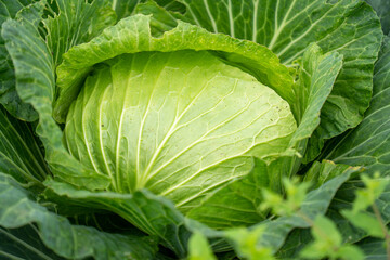 Obraz premium Fresh green cabbage plant rich in nutrients