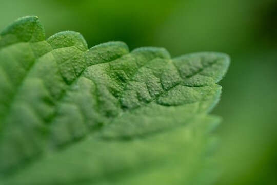 Close up of fresh green perilla leaf