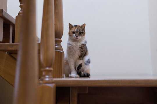 A calico cat sits on a wooden staircase, looking directly at the camera. The cat's fur is a mix of white, orange, and black.