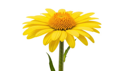 Naklejka premium Isolated Yellow Rudbeckia Laciniata flower on Stem with Leaves, Blooming Daisy Blossom