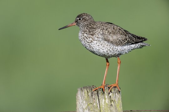 Common redshank (Tringa totanus), standing on a pole, Lower Saxony, Germany