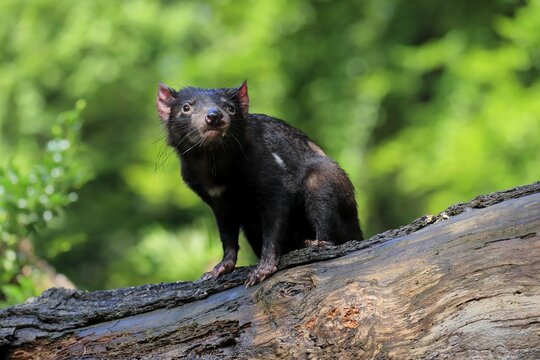Tasmanian devil (Sarcophilus harrisii), adult, vigilant, on tree trunk, captive, Tasmania, Australia