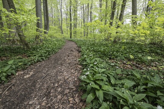 Ramson (Allium ursinum) and fresh leaves of common beeches (Fagus sylvatica) in Hainich, Thuringia, Germany