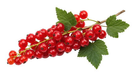 Isolated red currant bunch, healthy raw ingredient for vegetarian food preparation recipes