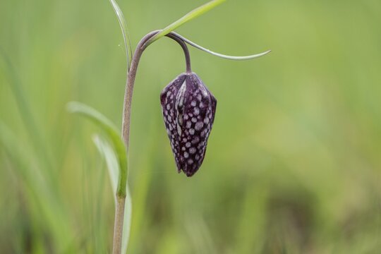 Snake's head fritillary (Fritillaria meleagris), Emsland, Lower Saxony, Germany