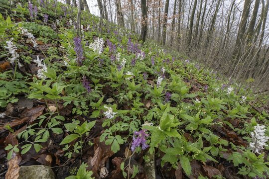Hollow larkspur (Corydalis cava), Bad Iburg, Lower Saxony, Germany