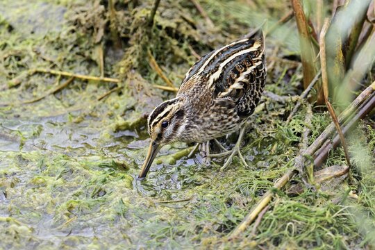 Jack snipe (Lymnocryptes minimus), foraging, Switzerland