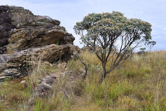 Serra da Canastra landscape and vegetation, Minas Gerais, Brazil