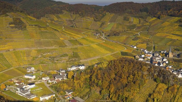 Vineyards in autumn, Mayscho&szlig; with parish church, red wine growing region Ahrtal, red wine of the Pinot Noir and Portugieser grape is grown here, Eifel, Rhineland-Palatinate, Germany