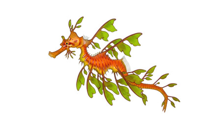 Obraz premium Isolated leafy seadragon illustration aquatic animal underwater marine wildlife icon symbol