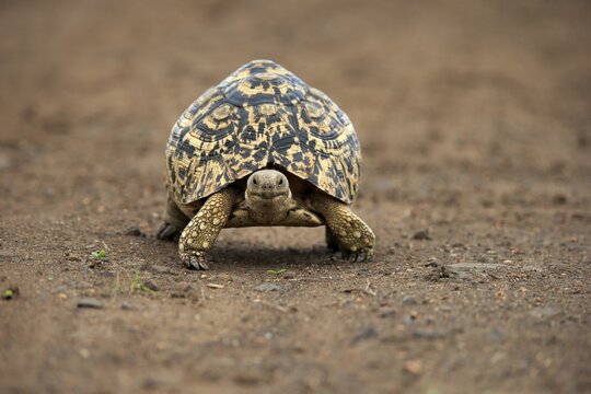 Leopard tortoise (Testudo pardalis), adult, walking, foraging, Kruger National Park, South Africa