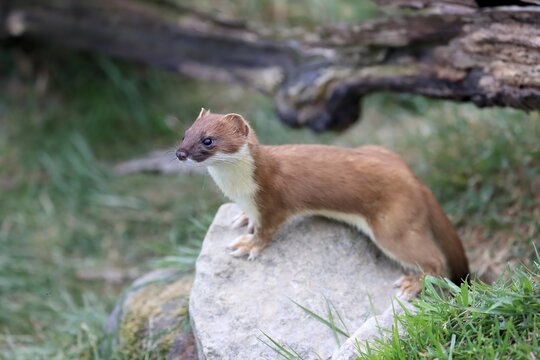 Ermine (Mustela erminea), Greater Weasel, stoat, adult, alert, Surrey, England, Great Britain