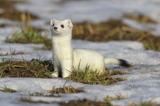 Stoat (Mustela erminea), in a meadow with residual snow, biosphere area, Swabian Alb, Baden-W&uuml;rttemberg, Germany