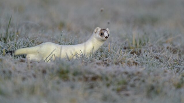 Stoat (Mustela erminea), in a meadow with hoarfrost, changing coat from summer to winter coat, biosphere reserve, Swabian Alb, Baden-W&uuml;rttemberg, Germany