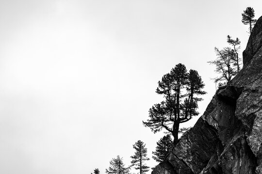 Single trees on rocky ridge in backlight, Pfossental, Merano, Vinschgau, South Tyrol, Italy
