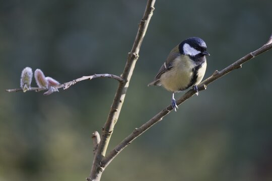 Great Tit (Parus major), Emsland, Lower Saxony, Germany