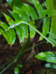 Sri Lankan green vine snake (Ahaetulla nasuta) © Viktorie